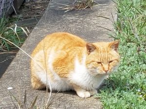 ねこ