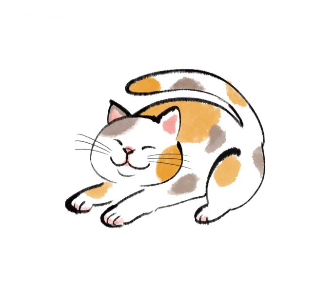 cat